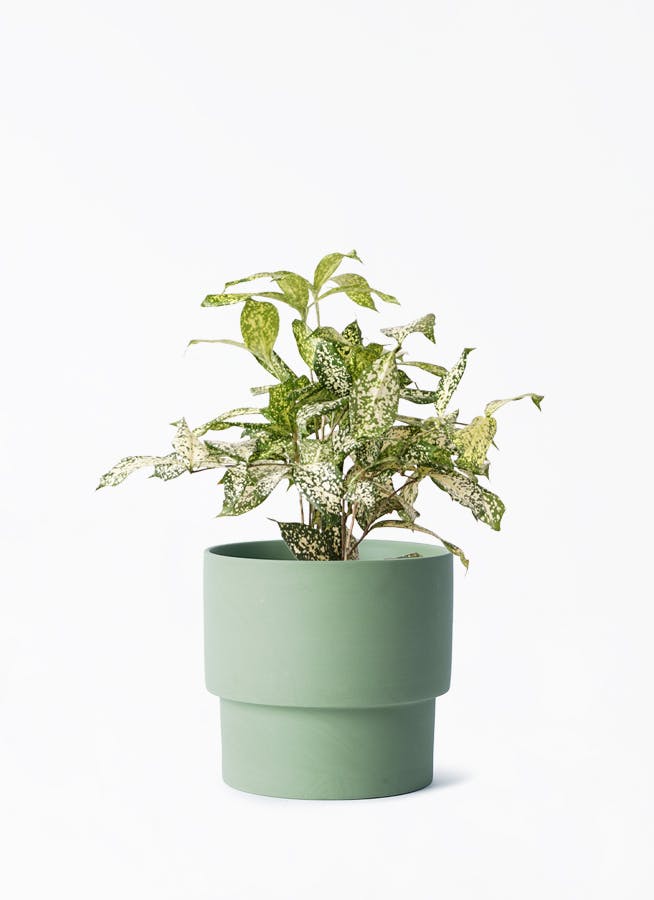 ドラセナ ゴッドセフィアーナ 4号 | 観葉植物ならHitoHana