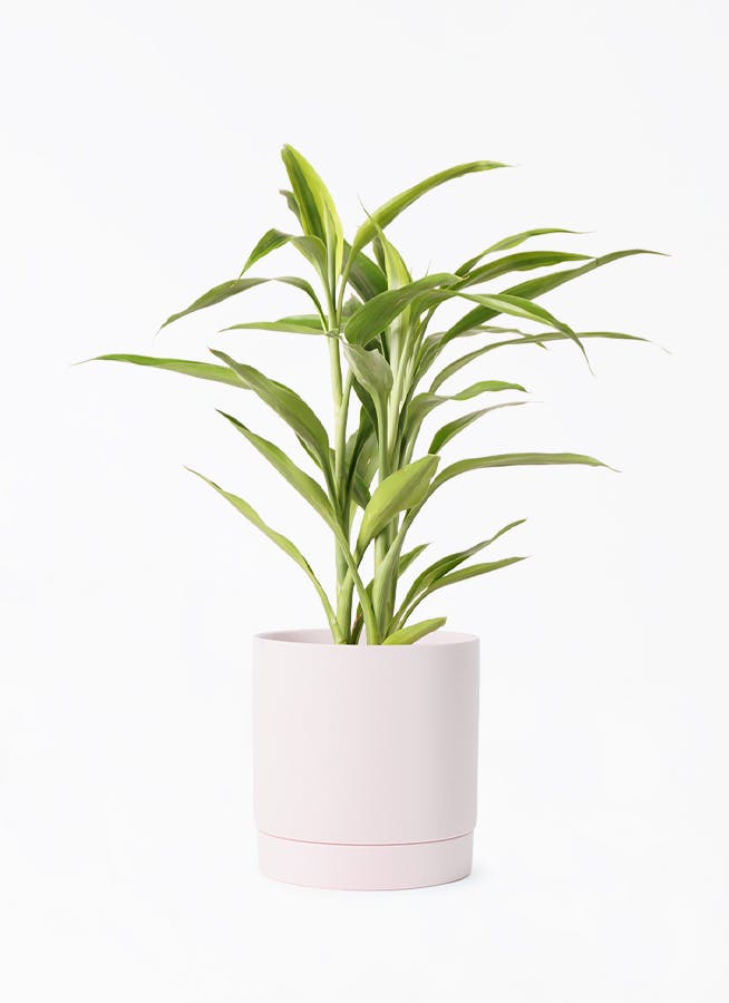 ドラセナ サンデリアーナ | 観葉植物通販HitoHana(ひとはな) ドラセナ サンデリアーナ | 観葉植物通販HitoHana(ひとはな)