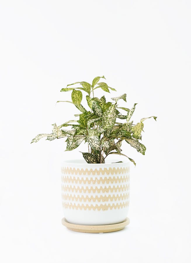 ドラセナ ゴッドセフィアーナ 4号 | 観葉植物ならHitoHana