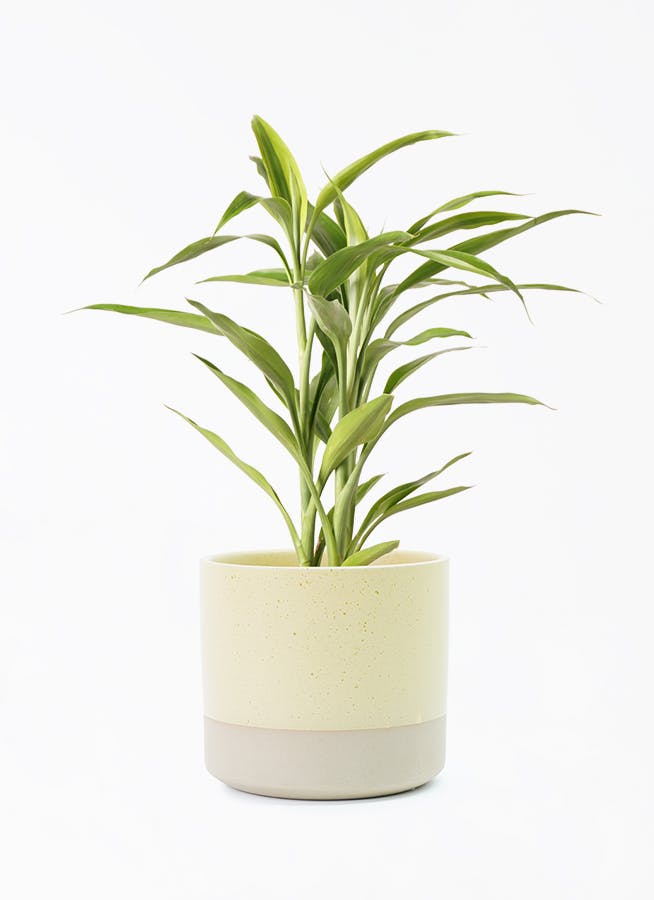 観葉植物 ドラセナ サンデリアーナ 4号 ゴールド ハンネ 16 Y イエロー