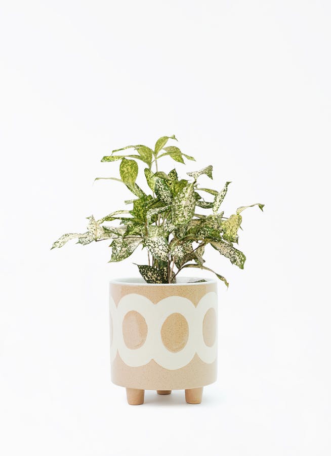 観葉植物 ドラセナ ゴッドセフィアーナ 4号 ラダ 15 B ベージュ 付き