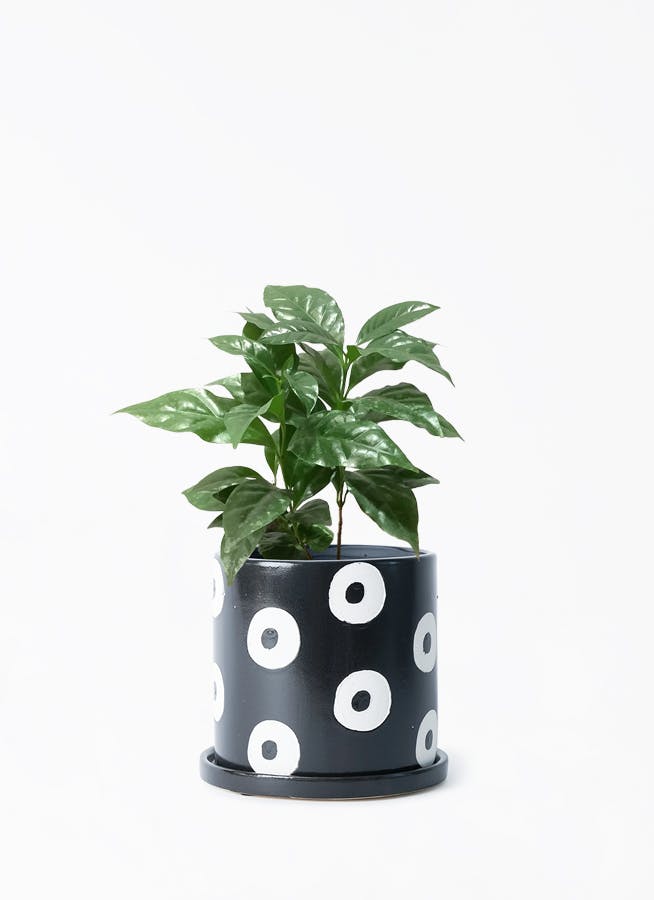 黒・ブラックの鉢カバー付きの観葉植物 4号 | 観葉植物の鉢なら