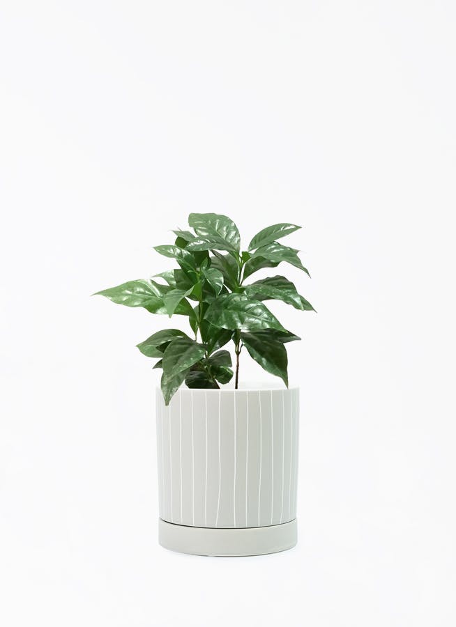 コーヒーの木　斑入り　4年　80センチ コーヒーの木 斑入り苗 | 希少植物の販売 アグラオネマ専門販売