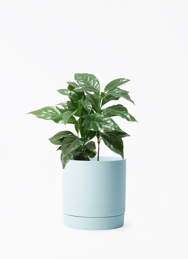 コーヒーの木 4号 | 観葉植物 | 送料無料でお届け - Hitohana