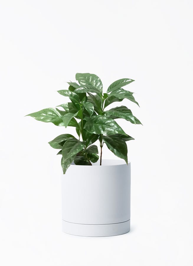 コーヒーの木 4号 | 観葉植物 | 送料無料でお届け - Hitohana（ひとはな）