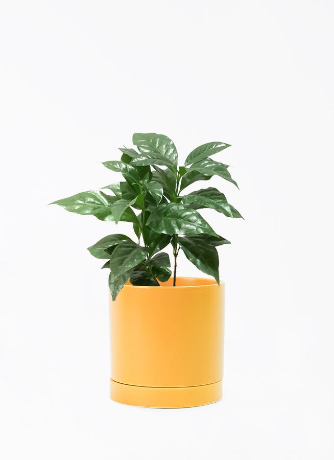 コーヒーの木 4号 | 観葉植物 | 送料無料でお届け - Hitohana