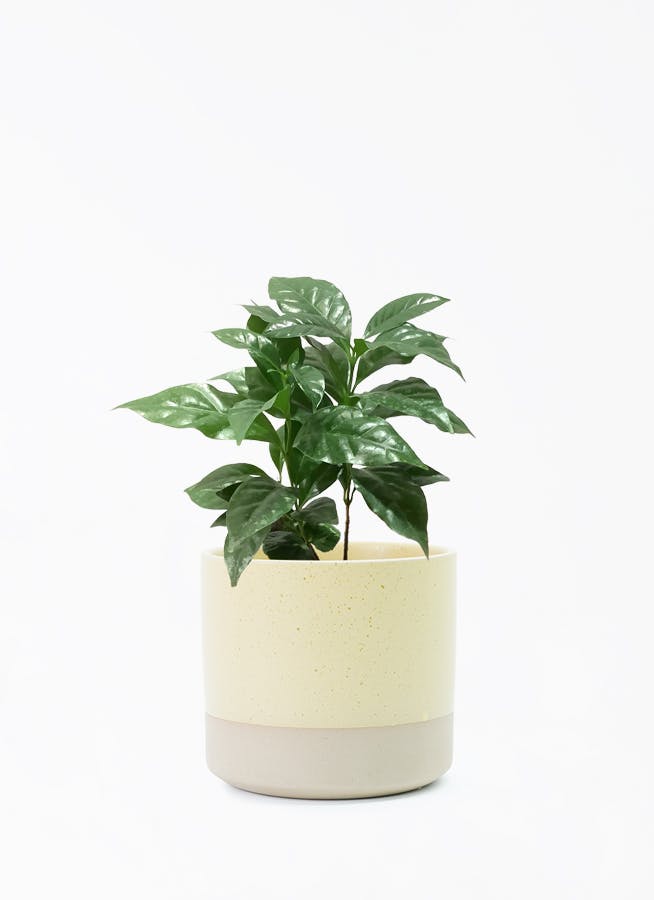 コーヒーの木 4号 | 観葉植物 | 送料無料でお届け - Hitohana（ひとはな）