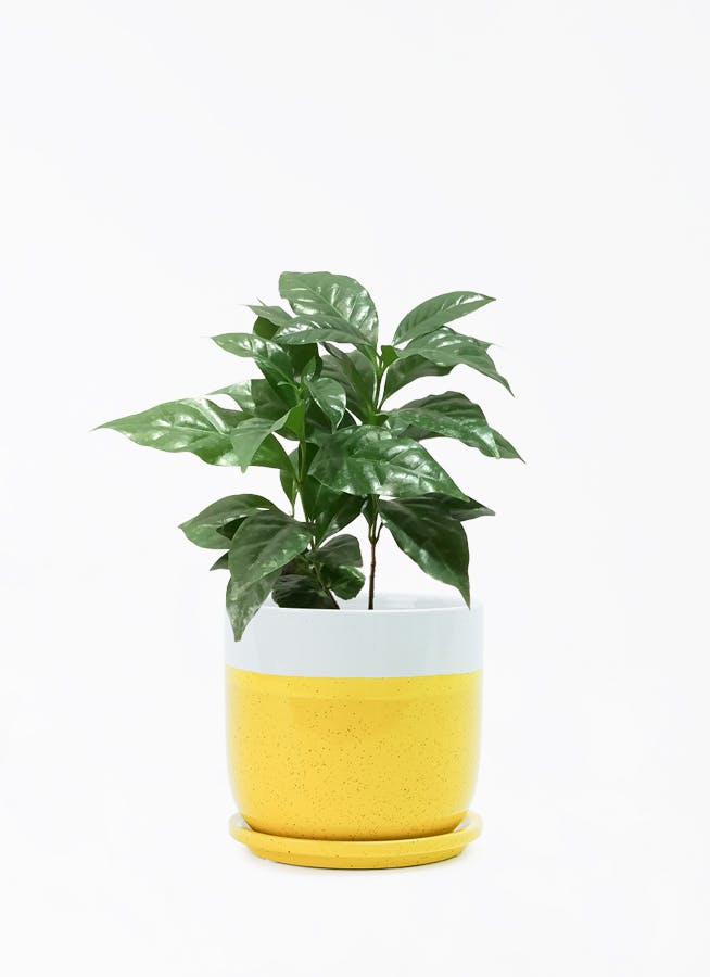 コーヒーの木 4号 | 観葉植物 | 送料無料でお届け - Hitohana（ひとはな）
