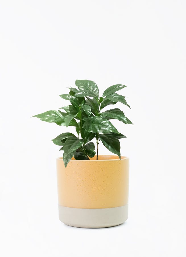 コーヒーの木・4鉢10本以上あり・鉢のままで発送・コーヒーノ木・激安 コーヒーの木・4鉢10本以上あり・鉢のままで発送・コーヒーノ