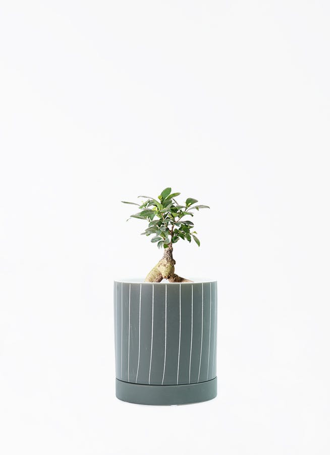 ガジュマルさま専用ページ ガジュマル 4号 | 観葉植物の通販ならHitoHana（ひとはな）