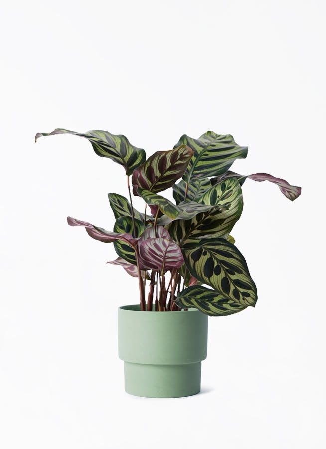 観葉植物 ザミオクルカス 4号 エメリ 14 G グリーン 付き | 観葉植物