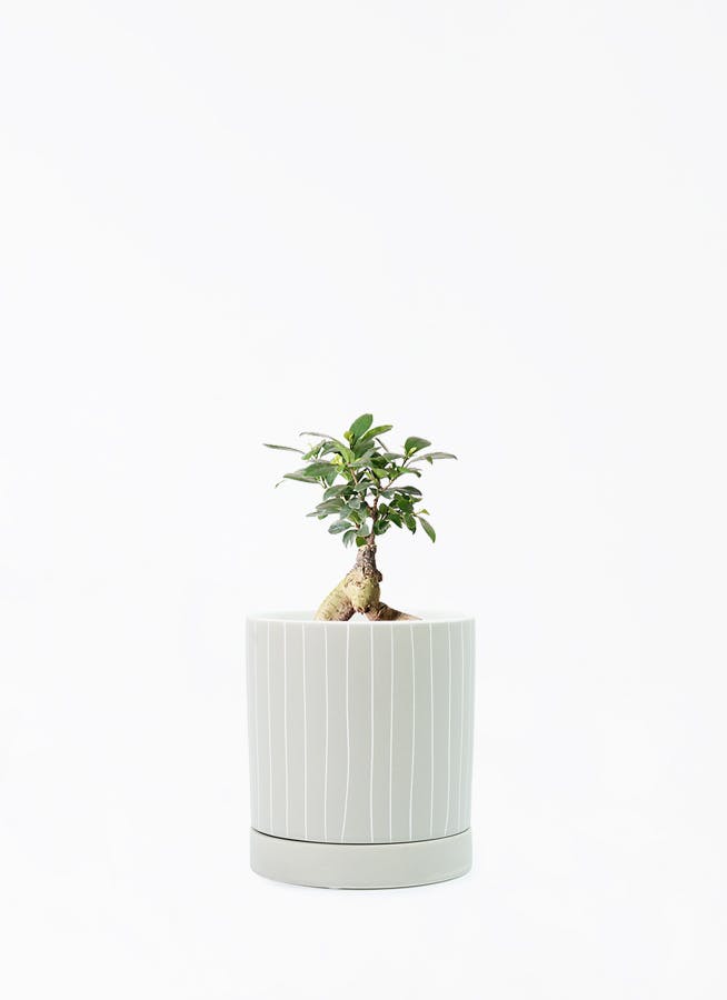 ガジュマル 4号 | 観葉植物の通販ならHitoHana（ひとはな）