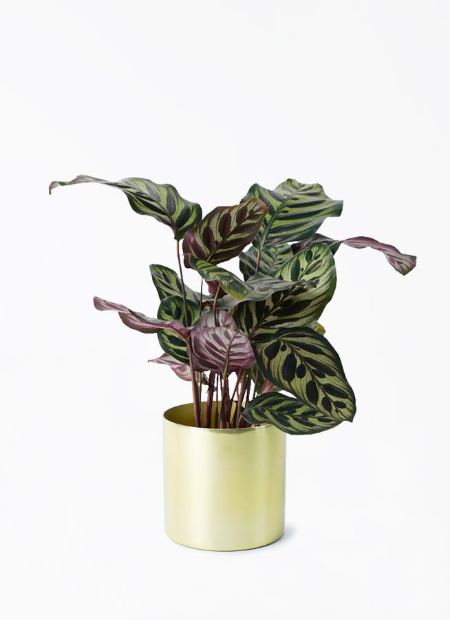 ゴールド・シルバー・ブロンズの鉢カバー付きの観葉植物 | HitoHana