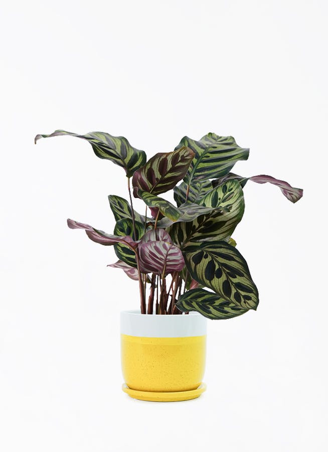 カラテア | 観葉植物の通販ならHitoHana（ひとはな）