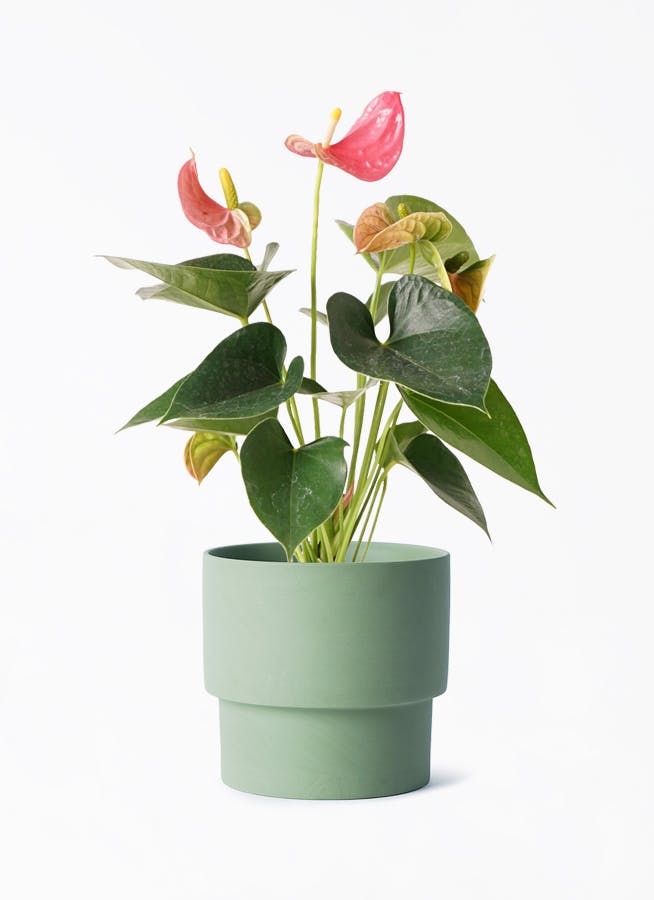 アンスリウム 4号 | 観葉植物 | 送料無料でお届け - Hitohana（ひとはな）