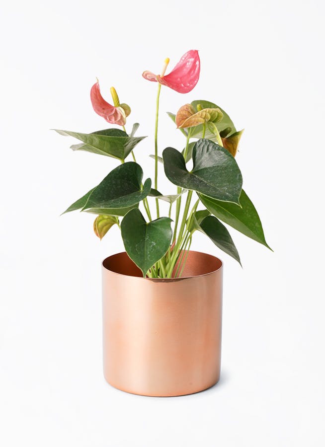金メタリック　植木鉢　03 ゴールド・シルバー・ブロンズの鉢カバー・植木鉢 | 観葉植物の