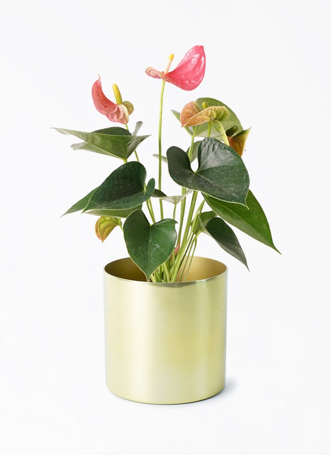 金メタリック　植木鉢　03 Amazon.co.jp: お金のなる木 花月 成金草 4号鉢サイズ 鉢植え