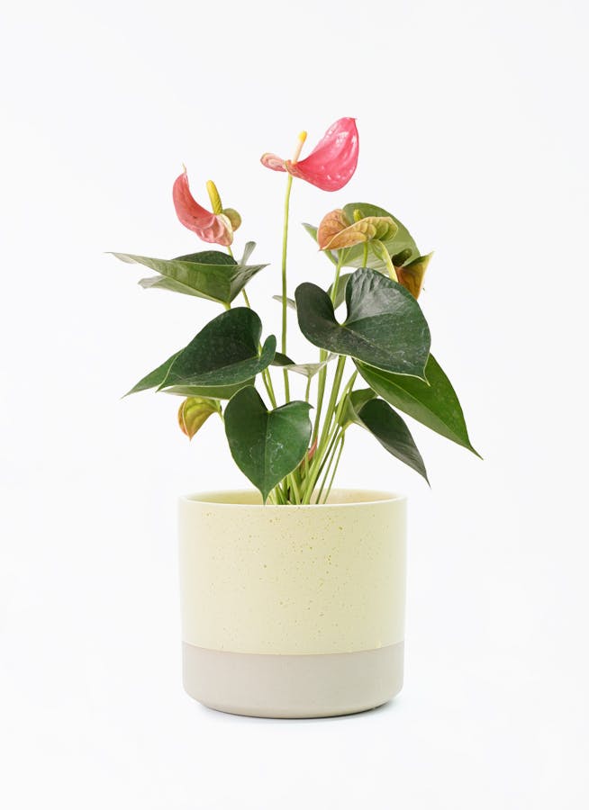 アンスリウム 4号 | 観葉植物 | 送料無料でお届け - Hitohana（ひとはな）
