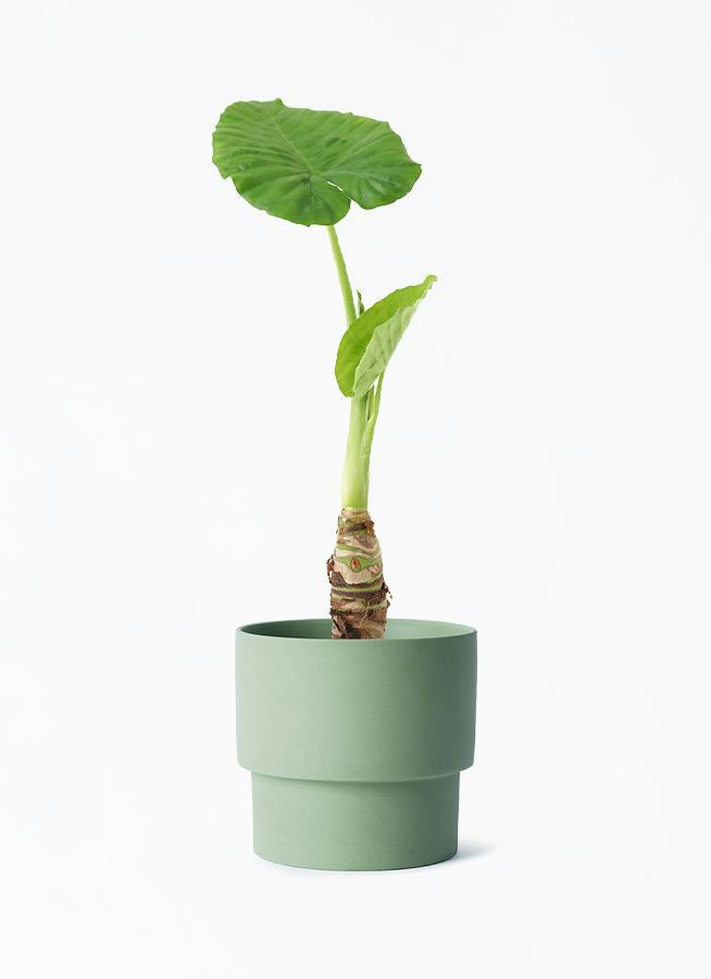 観葉植物 アロカシア 4号 オドラ（クワズイモ） エメリ 14 G グリーン
