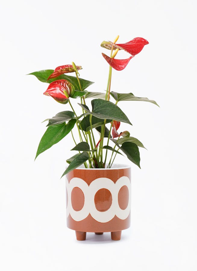 観葉植物 アンスリウム 4号 レッド ラダ 15 C ブラウン 付き | 観葉