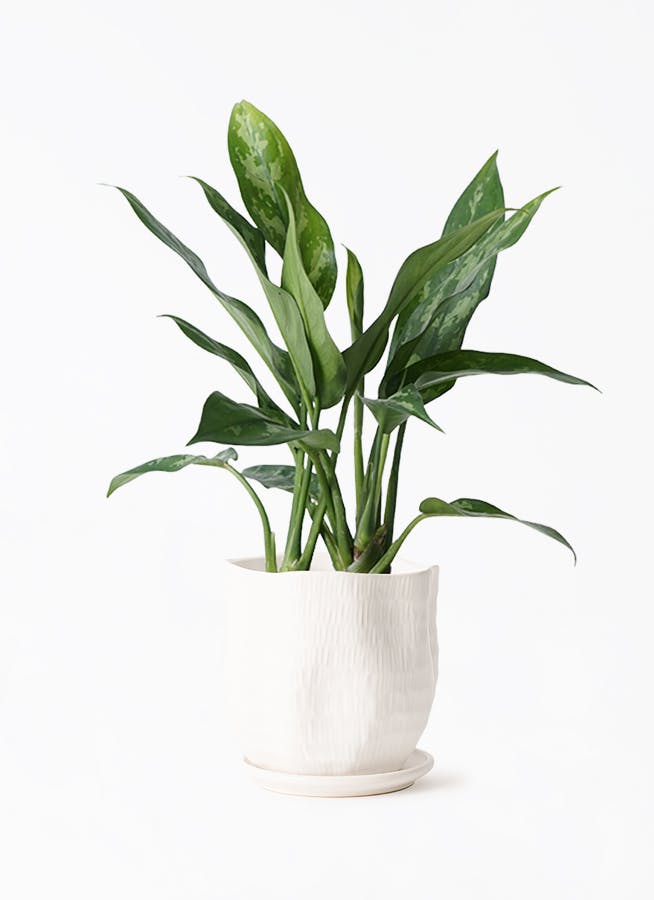 観葉植物 アグラオネマ 4号 ハピ 白 L 付き | 観葉植物ならHitoHana
