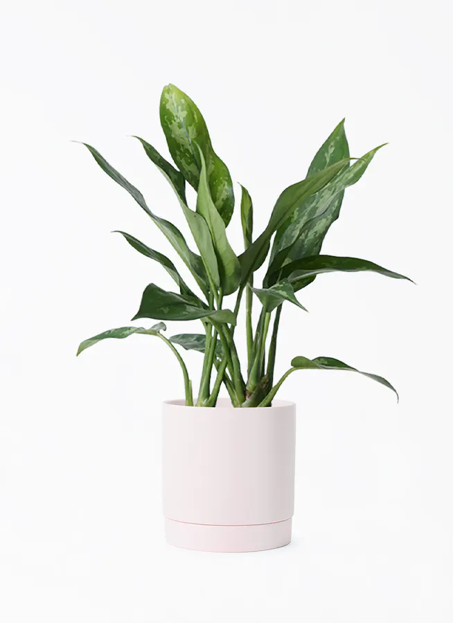 アグラオネマ 4号 | 観葉植物 | インテリアやギフトに - Hitohana  