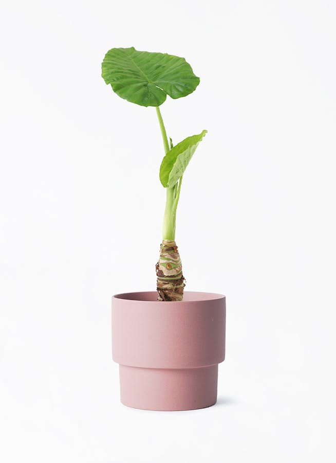アロカシア スティンググレイ オーレア alocasia-778_001.jpg?auto=