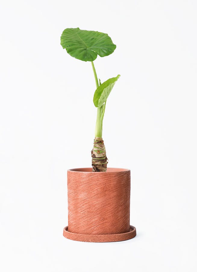 観葉植物 フィカス ベンジャミン 4号 プリンセス エッシ 16 R ブラウン