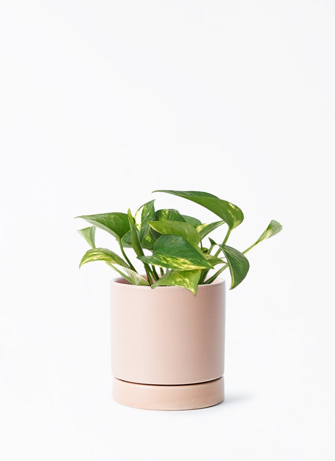 pothos-1259_001.jpg