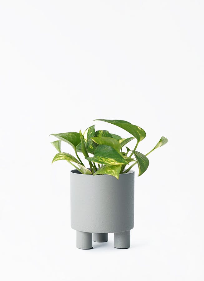 ポトス 3号 | 観葉植物 | インテリアやギフトに - Hitohana（ひとはな）