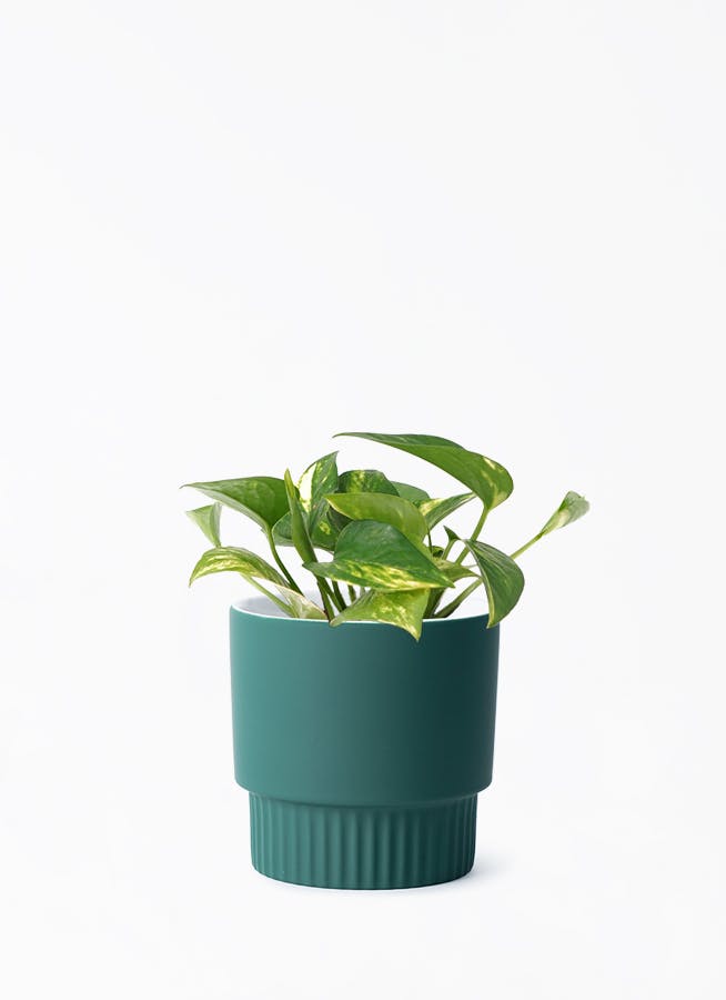 鉢カバー ブルー・グリーン 3号 | 観葉植物の鉢ならHitoHana