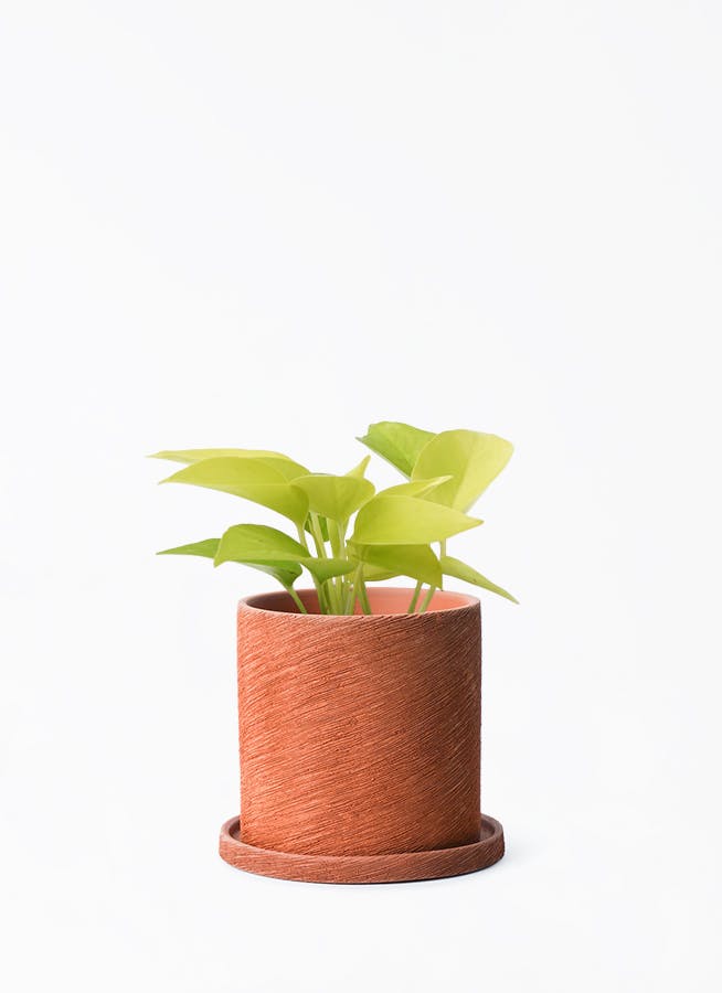 斑入植物集　全３巻セット 斑入植物集 全3巻セット
