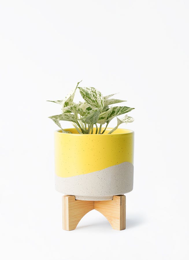 【新品】ジェンガラケラミック イエロー 七輪焼き 鉢カバー インテリア 新品】ジェンガラケラミック イエロー 七輪焼き 鉢カバー インテリア