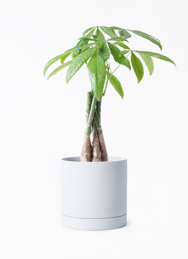 パキラ 4号 | 観葉植物通販 Hitohana（ひとはな）