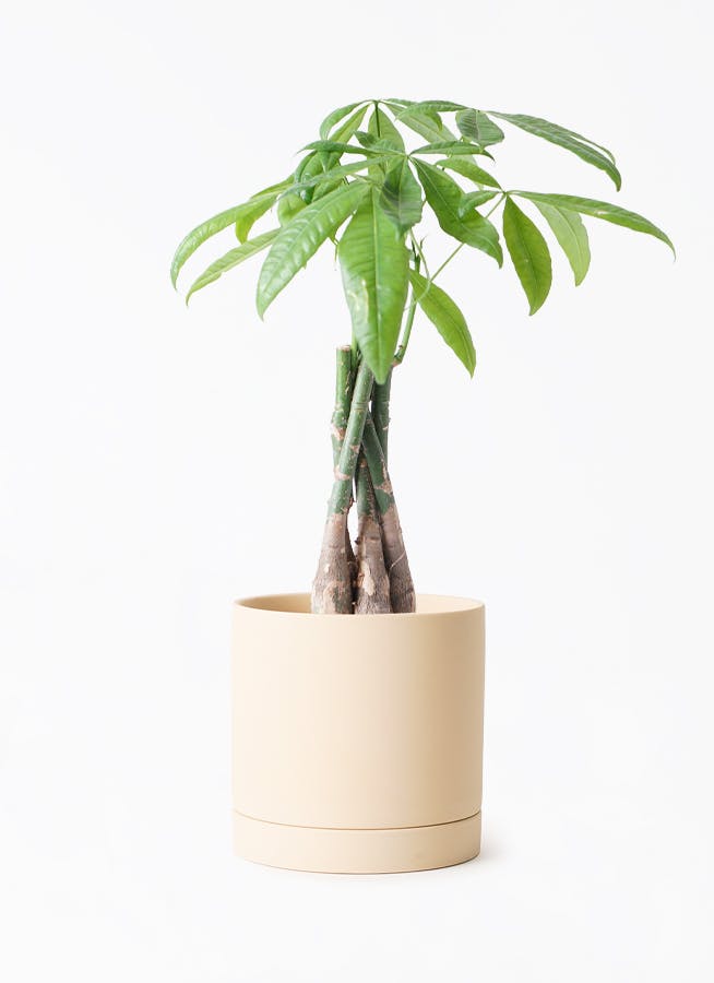 観葉植物 パキラ 4号 ねじり ルーツ 15 L ベージュ 付き | 観葉植物 
