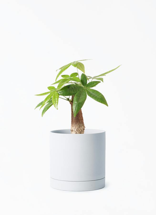 観葉植物 フィカス ウンベラータ 4号 曲り ルーツ 15 H グレー 付き