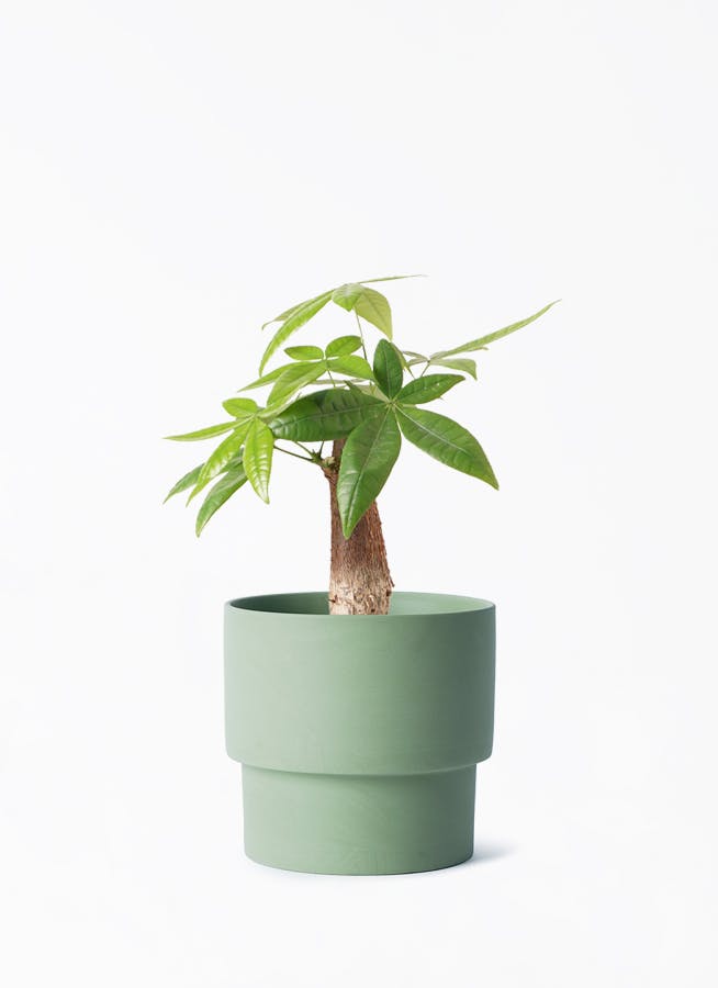 観葉植物 パキラ 4号 朴 エメリ 14 G グリーン 付き | 観葉植物なら