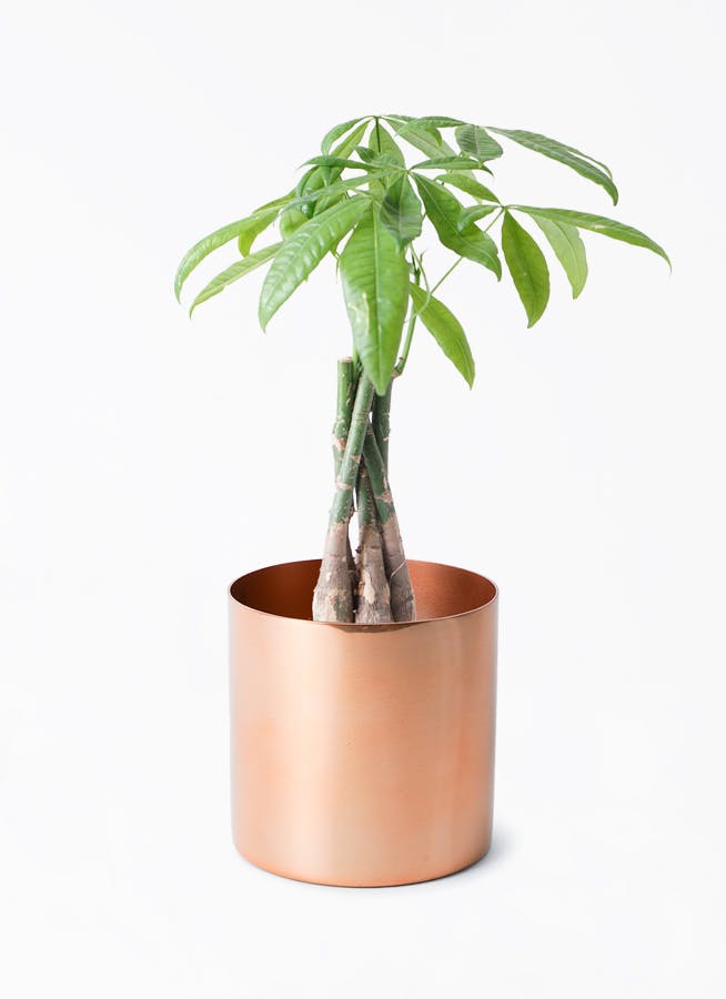 金メタリック　植木鉢　03 ゴールド・シルバー・ブロンズの鉢カバー・植木鉢 | 観葉植物の