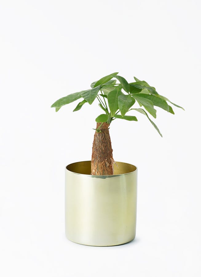 観葉植物 ソテツ 3号 実生 ラーケルシリンダー 11 ゴールド 付き