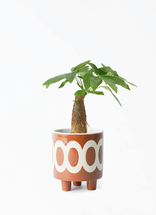 観葉植物 パキラ 3号 朴 ラダ 12 C ブラウン 付き | 観葉植物なら 