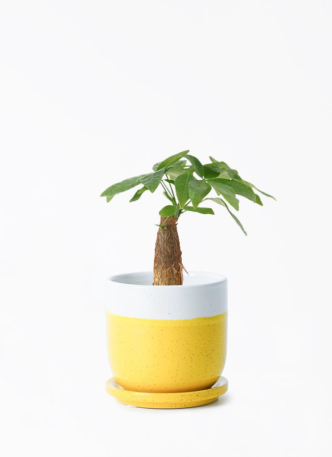 イエロー・オレンジ・ピンクの鉢カバー付きの観葉植物