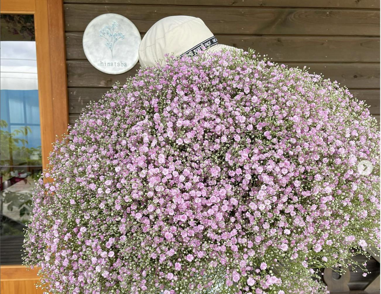 かすみ草 楽天市場】プレゼントに2025年6開花宿根かすみ草 ポット苗