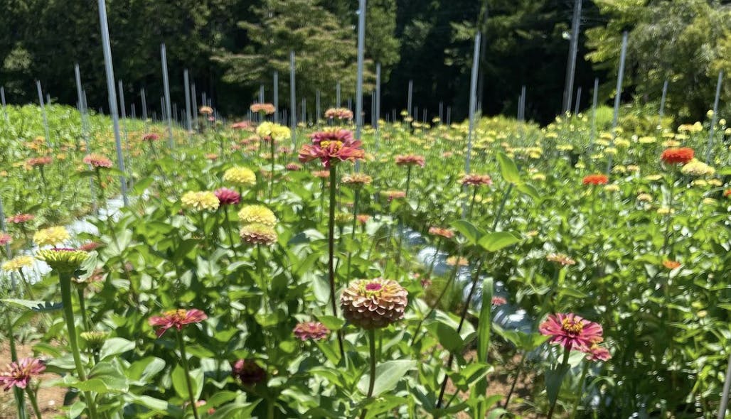 産地直送 hinataba 草花ミックス 花束 | 送料無料 HitoHana