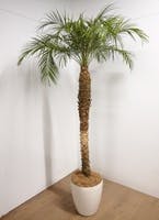 フェニックスロベレニー 観葉植物通販hitohana ひとはな