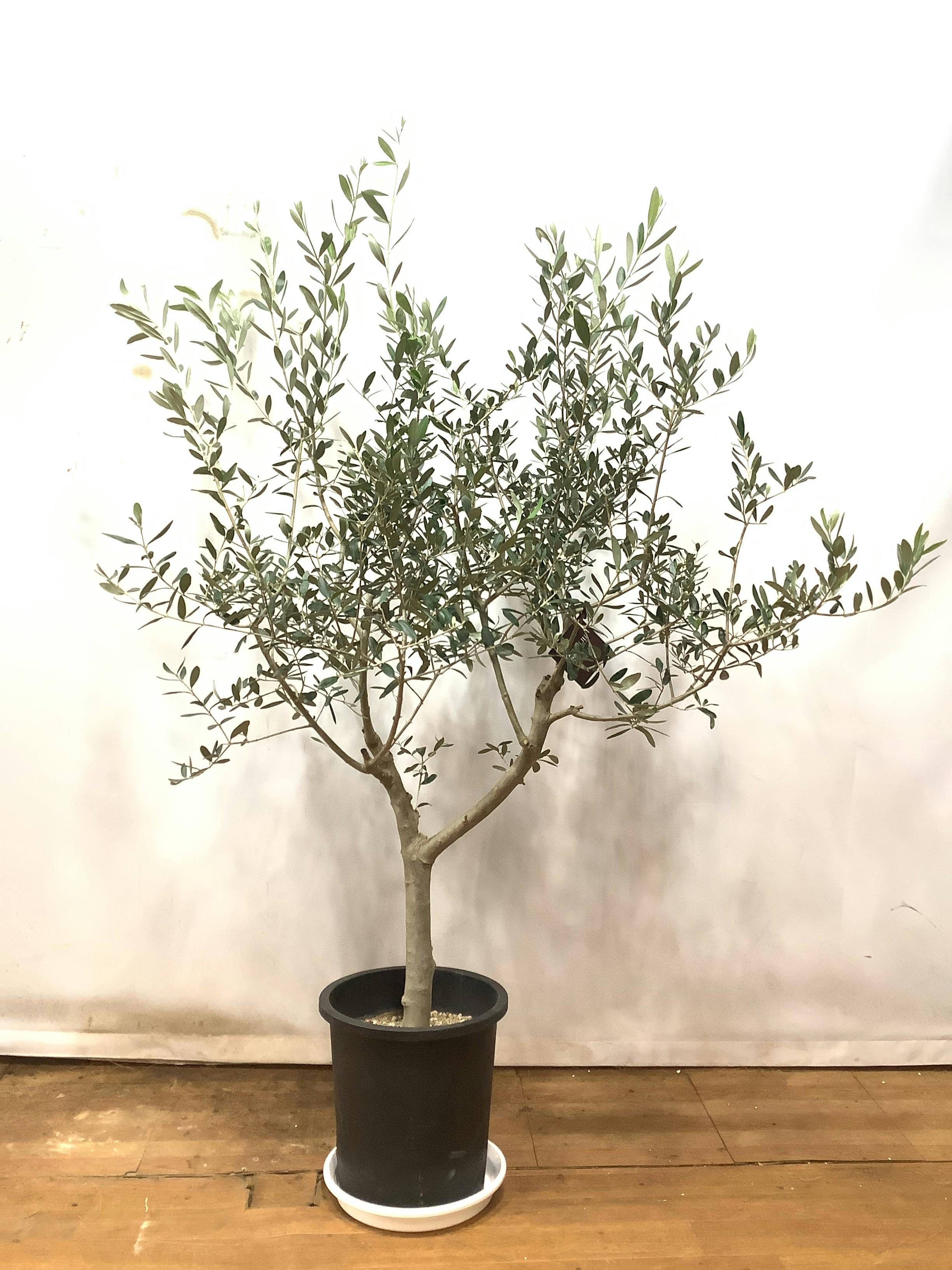 観葉植物 オリーブの木【160cm】オリーブの木 9号 創樹 ルッカ