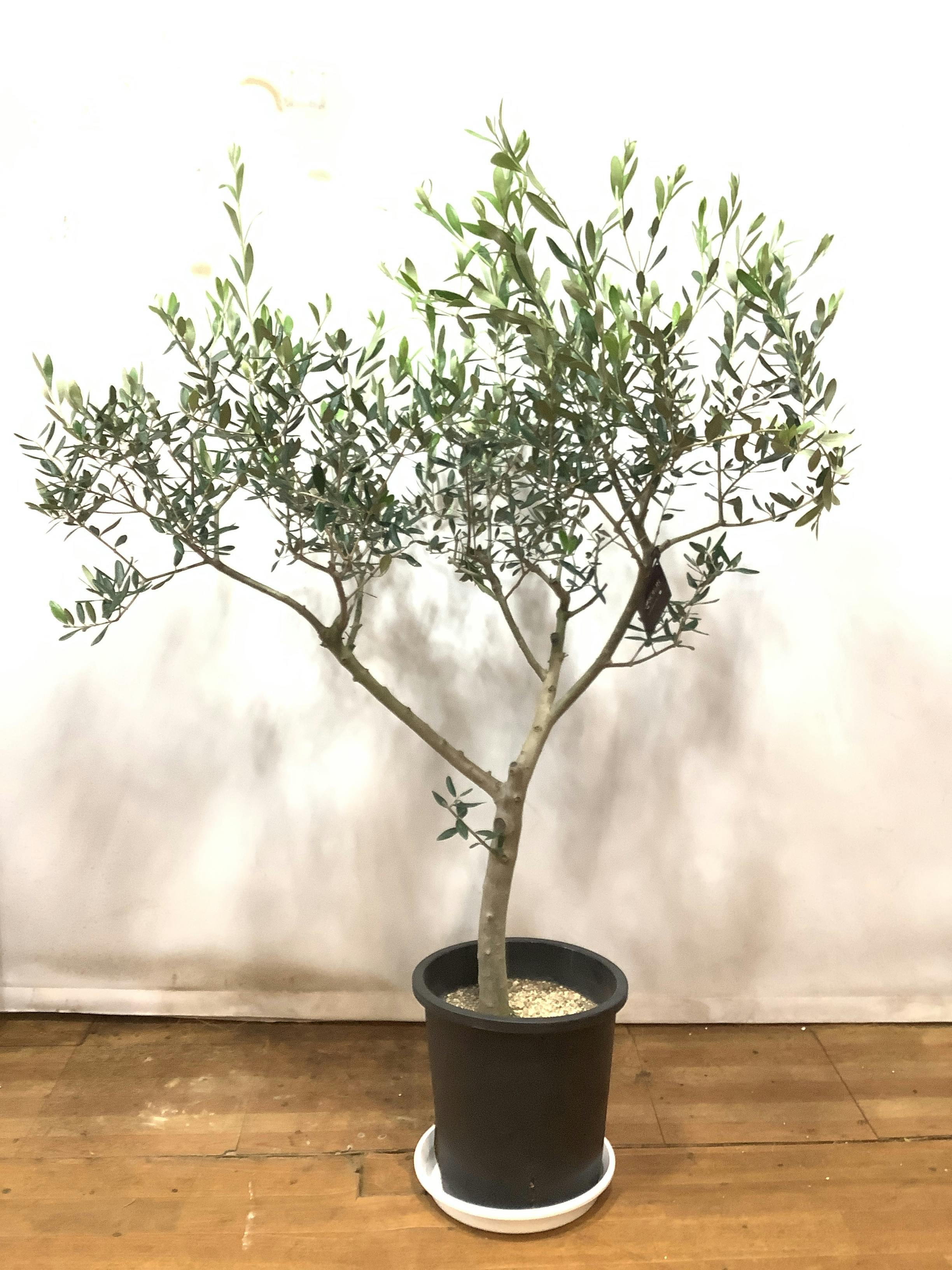 SOUJU】香川県産オリーブの木 ネバディロブランコ 8号鉢 25 - 植物 