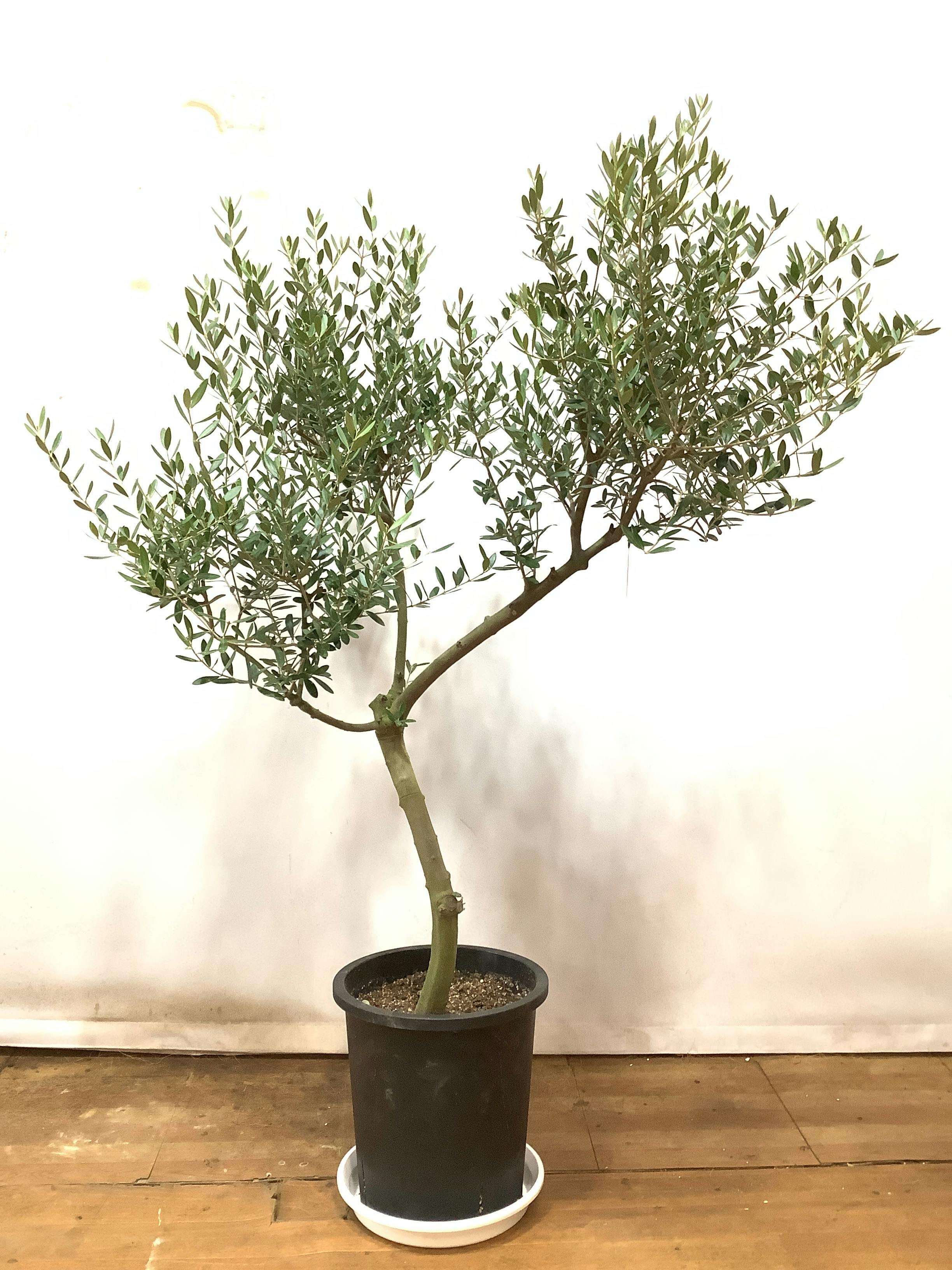 オリーブの木 1点もの（現品・現物） | 観葉植物通販HitoHana(ひとはな)