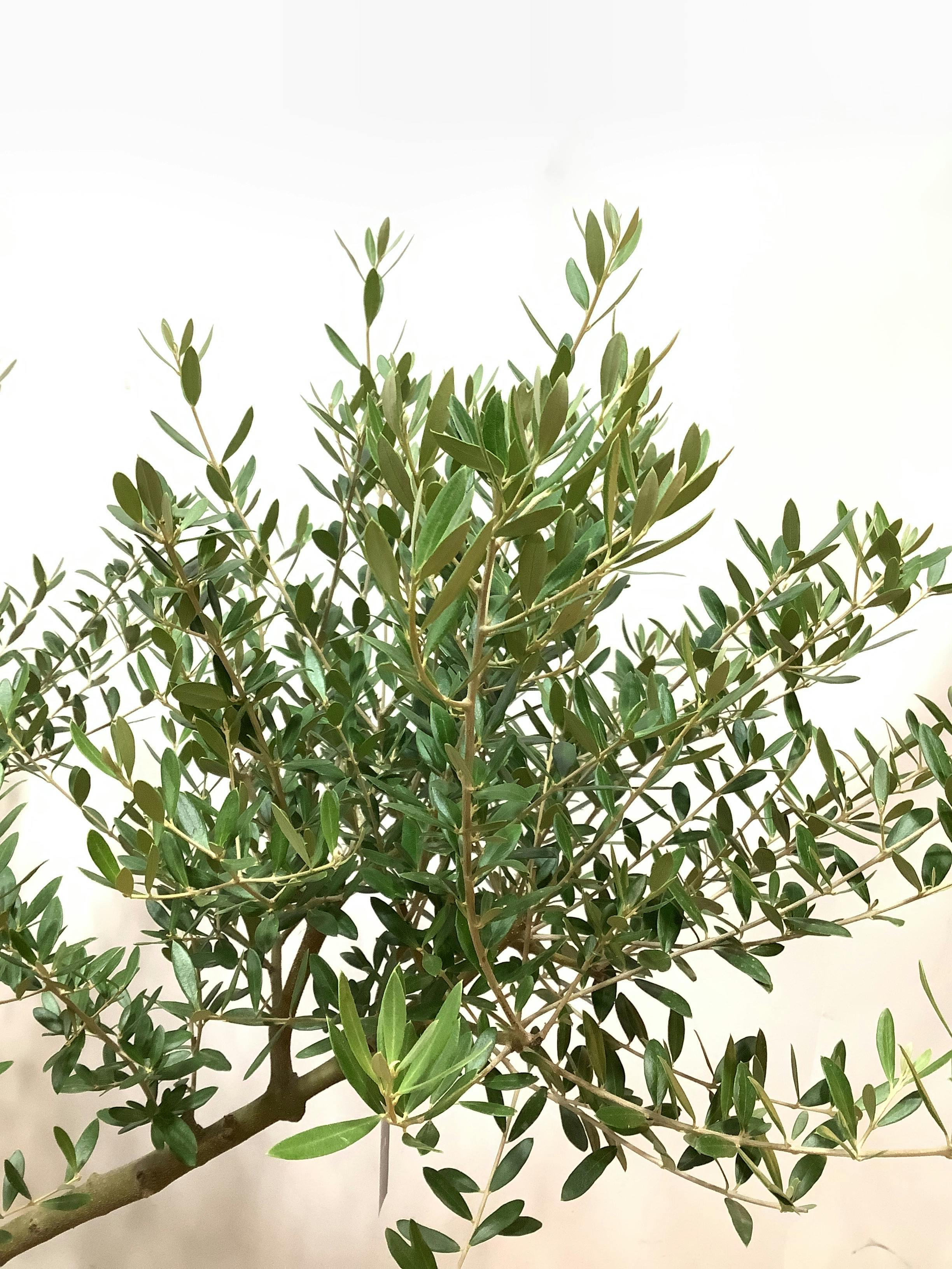 観葉植物 オリーブの木【130cm】オリーブの木 9号 創樹 ネバディロ 