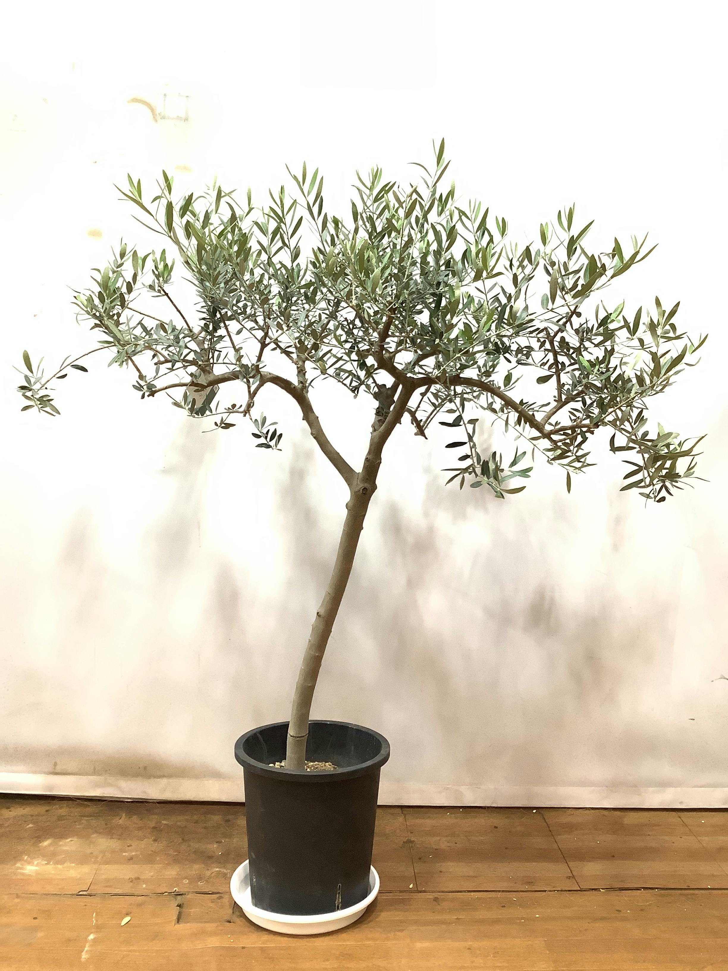 観葉植物 オリーブの木【130cm】オリーブの木 9号 創樹 ペンドリノ
