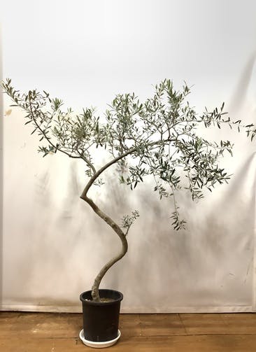 観葉植物 オリーブの木 5号 ラスターポット 付き | 観葉植物なら